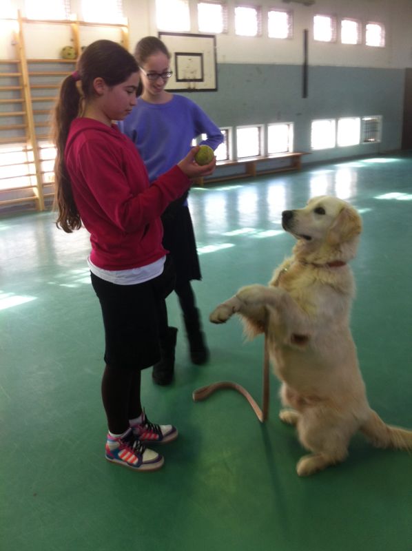 גב"ש: תלמידות האולפנה מדברות עם ...כלבים                                                      